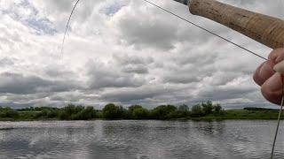 Salmon fishing at the Lees on the River Tweed 11th June 2024