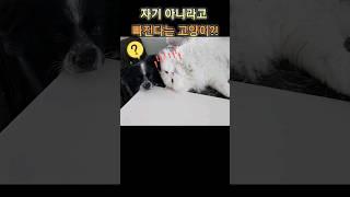 자기 아니라고 빠진다는 고양이?! #shorts#funnydog#funnycat#cat#개냥이#pets#sbs동물농장