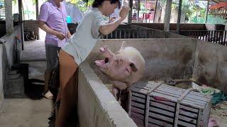 Sows give birth.  The maternal love of the sow. (Ep 31).