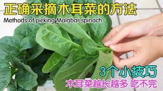 如何正确采摘木耳菜？采摘后的管理方法；如何扦插木耳菜？掌握这3个小技巧，木耳菜才能越长越多！|Methods of picking Malabar spinach