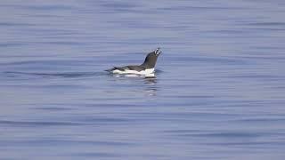 Razorbill (Alca torda) - swimming and calling on the North Sea by the mouth of the River Dee