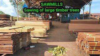 SAWMILLS //Sawing of large timber trees