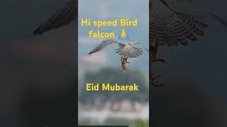 #falcon hi speed Bird 