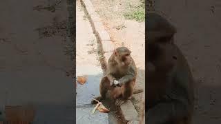 #viral #shortvideo #monkey  #monkeyvideo   #gaintwheel #bts #pewdiepie #shorts