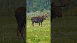 80 Yard follow up MOOSE MISSILE #archery #elk #deer ￼