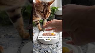 What I feed my Bengal cat in a day  #catfacts #catlover #rawfedcat #rawdiet #catnutrition