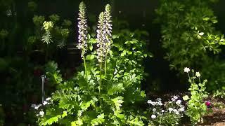 Ep 9........This weeks feature plant. ......Acanthus. .....Bear's Breeches