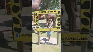 First Time At Giraffe House SA #shorts #giraffe #animals #zoo #travel