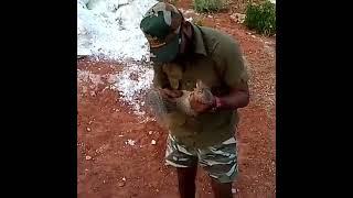 Mr. Chinmay’s courageous rescue of a mongoose. #stco #mongoose #wildlifeconservation #wildlife