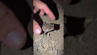 Can't laugh when catching a frog | catching funny frogs | tep longheng funny