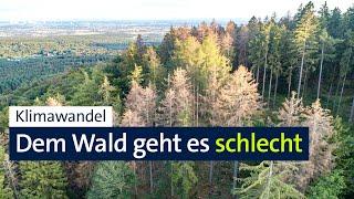 Klimawandel: Dem Wald in Deutschland geht es schlecht | BR24