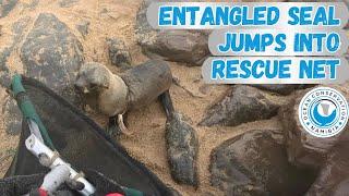 Entangled Seal Jumps Into Rescue Net