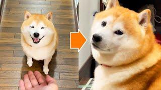 When Shibe asks for his paw, he tells his mother and makes a triumphant face.