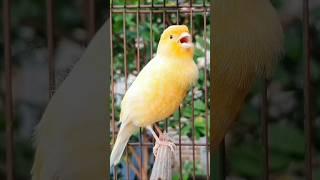 singing birds | canary sounds | canaries #animals #birds #bird