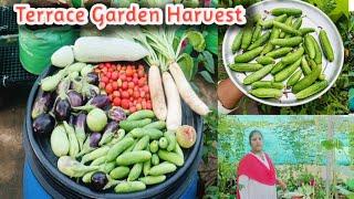 Terrace Garden Harvest|இன்றைய மாடி தோட்டம் அறுவடை@MaadithottamSachu