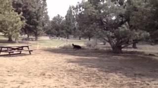 Annie at Big Sky Dog Park