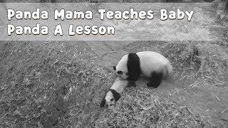 Panda Mama Teaches Baby Panda A Lesson | iPanda