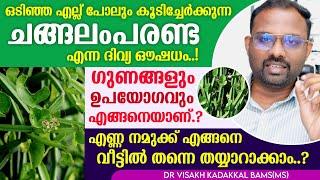 ചങ്ങലം പരണ്ട എന്ന ദിവ്യ ഔഷധം; ഗുണങ്ങളും ഉപയോഗരീതിയും അറിഞ്ഞു വീട്ടിൽ തന്നെ എണ്ണ ഉണ്ടാക്കാം DrVisakh