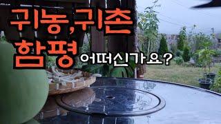 귀농,귀촌 군민을 위해서 세금을~   고구마 캐고 박 썰어 널기 - countryside life