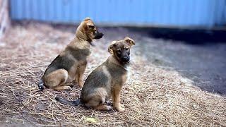 Left to Fend for Themselves – Two Puppies Struggle After Being Abandoned