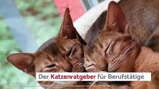 Buchtipp für Katzenliebhaber: Katze allein zu Haus