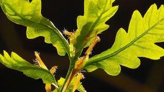 TREES CAN DANCE !!!  - The Magic Of Nature