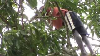 Lanoix Haiti: Tree Climbing