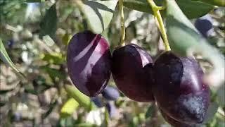 GARDEN TOUR + FOOD FOREST + SEEDS HARVESTED and DAMAGED BEETROOT