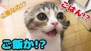 ごはんちょうだいが止まらない子猫【スコティッシュフォールド】