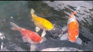 NAQDA - Ornamental Fish Breeding and Training Center / Randenigala, Dambulla, Sri Lanka