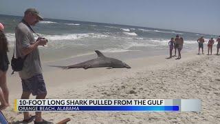 Massive shark washes ashore in Orange Beach