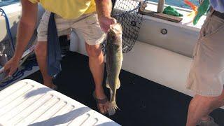 Walleye Fishing Lake Erie - Captain Mike's Charter