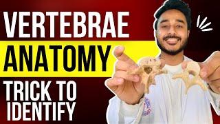 vertebrae anatomy | identification of vertebrae anatomy | how to differentiate vertebrae of anatomy