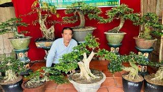 Huỳnh Anh 3/11 lên bán lô bonsai Tùng Sam Sộp Me Nguyệt Mai Quýt Trang #0989273534