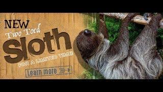 Two Toed Sloth