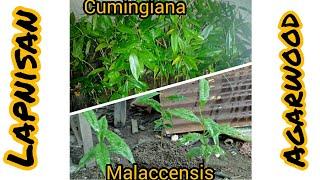 #Lapnisan #agartree pagkakaiba ng  Aquilaria malaccenis at A. cumingiana