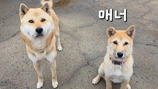 삼용이네 집 맞는데요