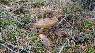 Maronenröhrling erkennen ernten Waldpilze Natur  Pilze im Wald Deutschland