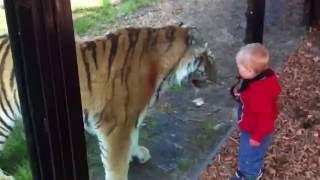 Fearless baby and hungry tiger