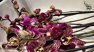 Пересадка орхидеи в закрытую систему после покупки … #orchid #пересадкаорхидей #phal