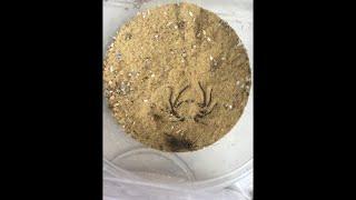 @Philip fish 50 a  extremely fast #sixeyedsandspider takedown #shorts  #shortvideo!