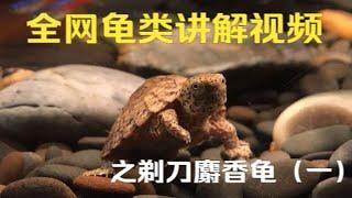 【全网最全龟类讲解视频】之刀背麝香龟（一）