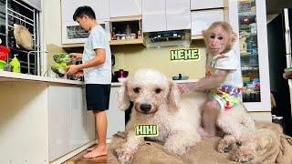 Baby Monkey Bibi Sneaky Taking Bath with Lu without Dad | Bibi's House