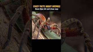 Crazy Facts About Animals | Animal Facts | Facts In Hindi #shorts