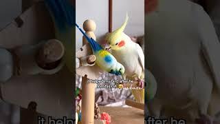 Must have Amazon bird toy