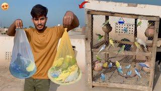 Parrots Colony Main Boht Sary Budgies Parrots Aa Gaiy|| Hammad Pet House