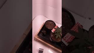 Growing weed in your closet (update/the flip)