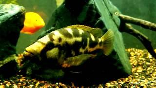 All Nimbochromis species