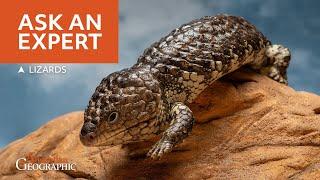 All Your Lizard Questions Answered in 'Ask An Expert'!