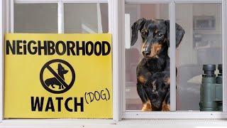 Ep 8. Crusoe the Dachshund on Neighborhood Watch Duty